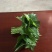 番薯叶10~20cm