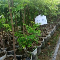 杨桃美植袋苗量多价优批发福建漳州