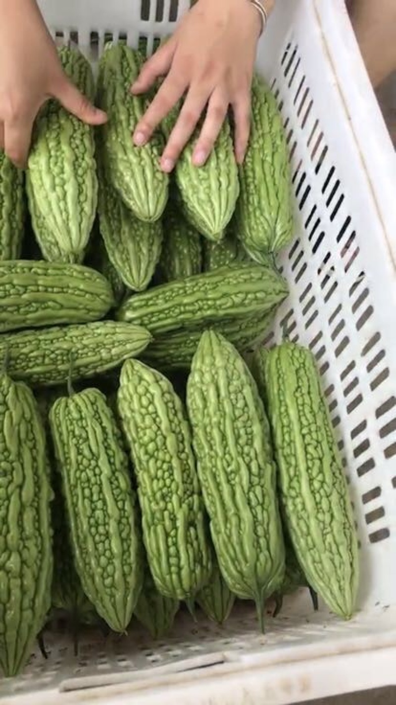 苦瓜7~8两