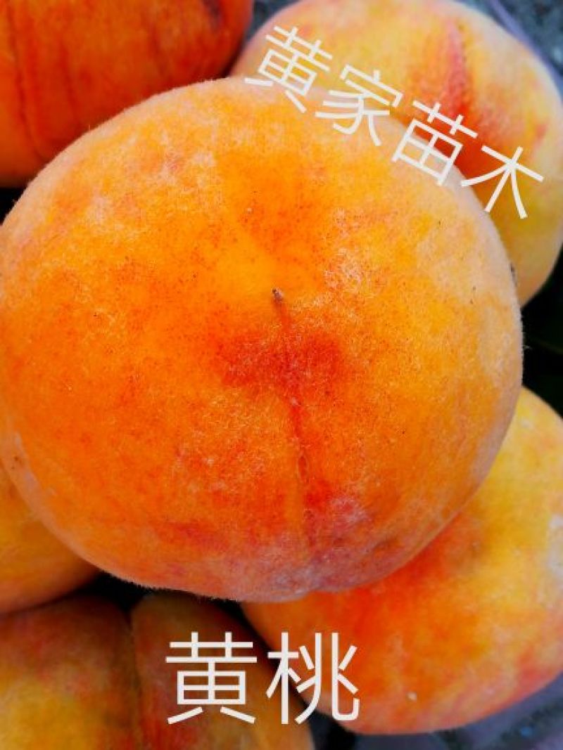 黄桃树苗早熟冰糖心甜黄桃黄金蜜锦绣，黄金冠