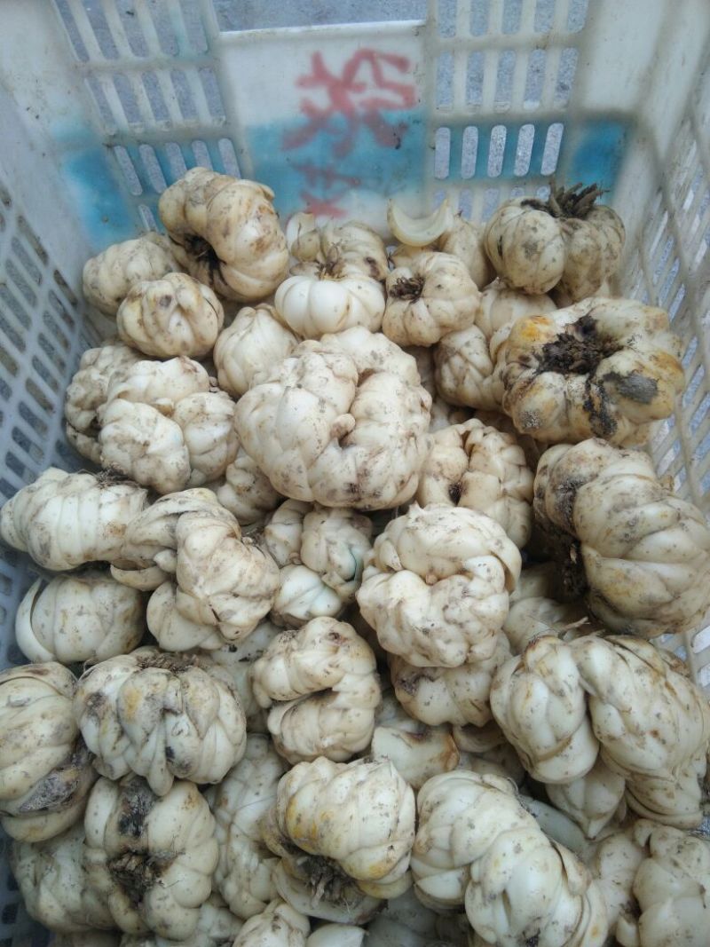 出售龙牙百合