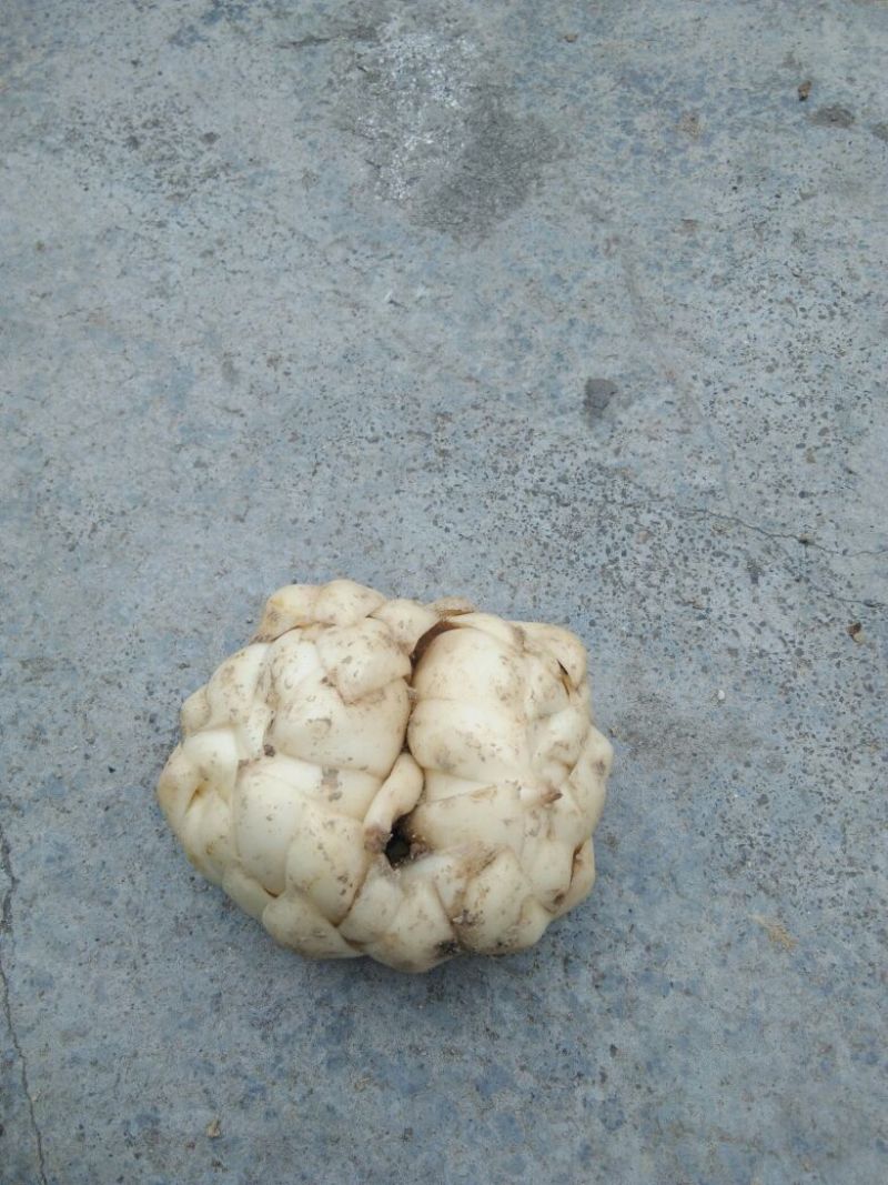 出售龙牙百合