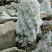 那曲雪莲花