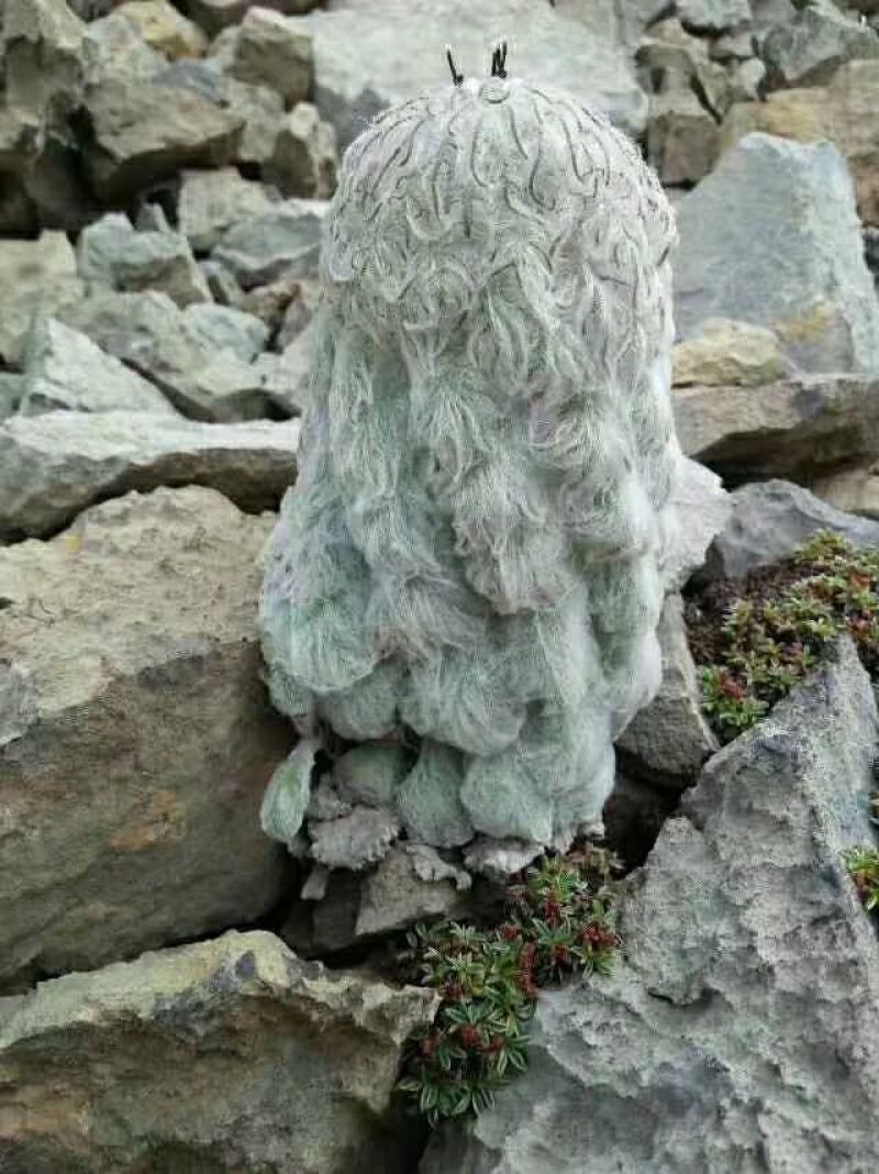 那曲雪莲花
