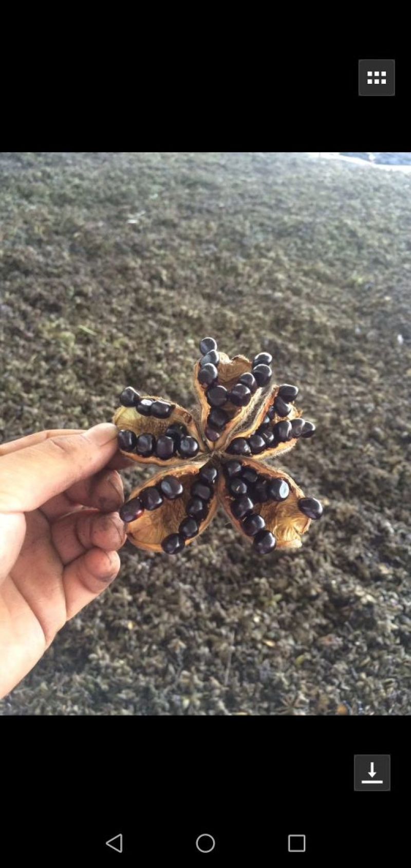 白芍籽