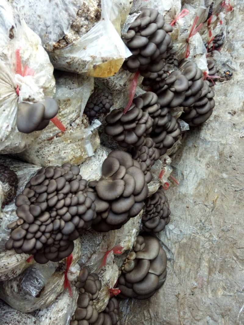 大量出售盐水平菇，价格优