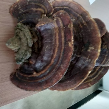 树舌
