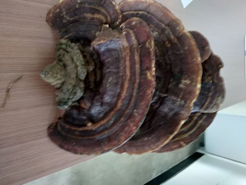 树舌