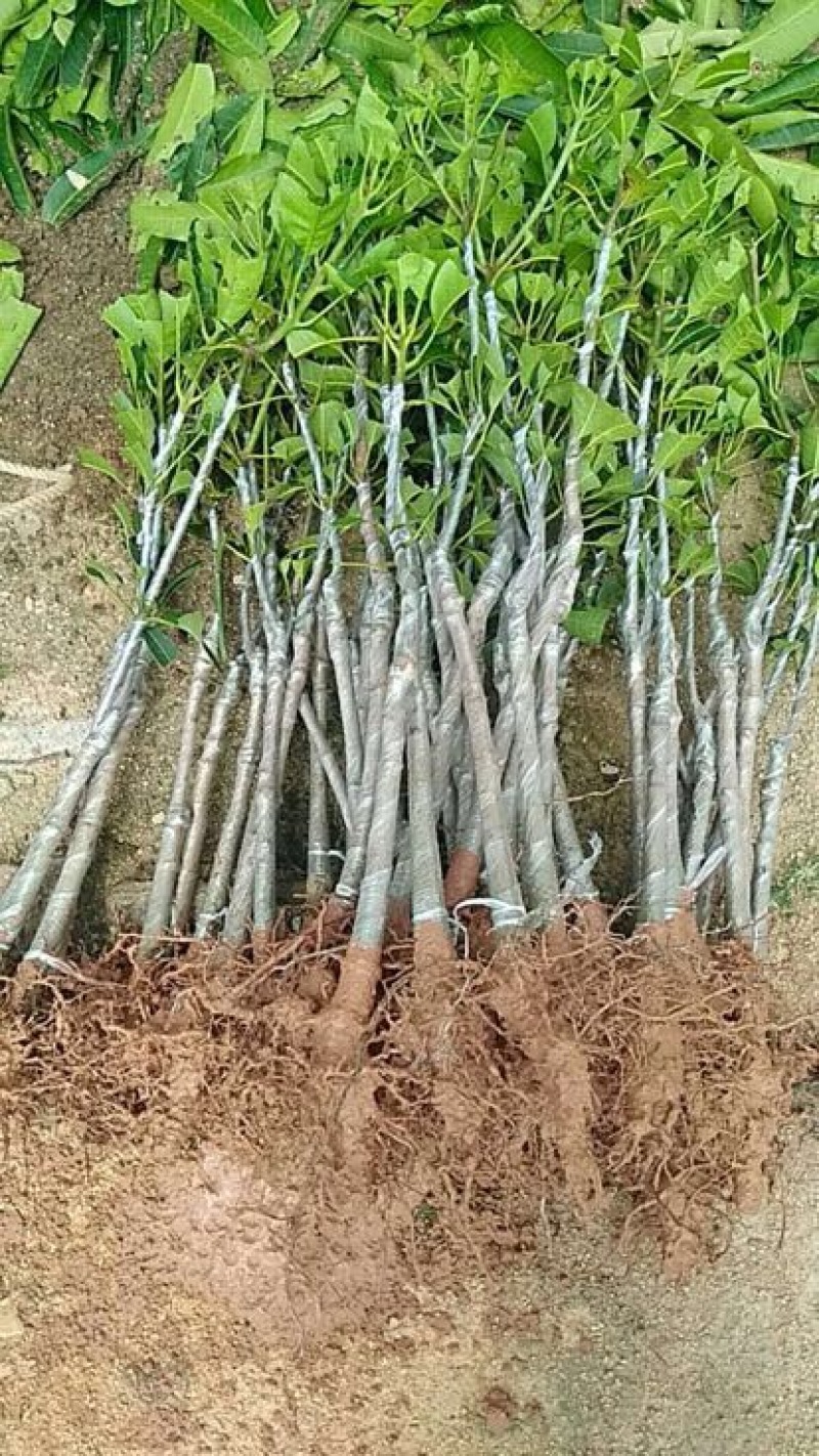 金煌芒嫁接苗，四季芒果嫁接苗，贵妃芒果嫁接苗，台农芒果嫁