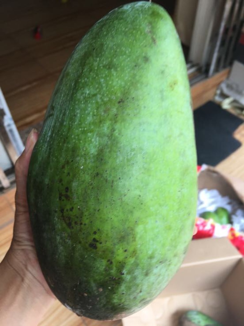 金煌芒嫁接苗，四季芒果嫁接苗，贵妃芒果嫁接苗，台农芒果嫁