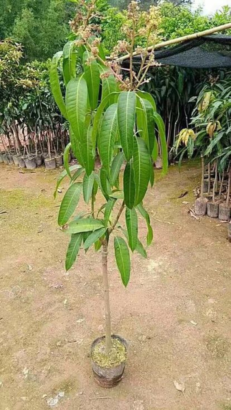 金煌芒嫁接苗，四季芒果嫁接苗，贵妃芒果嫁接苗，台农芒果嫁