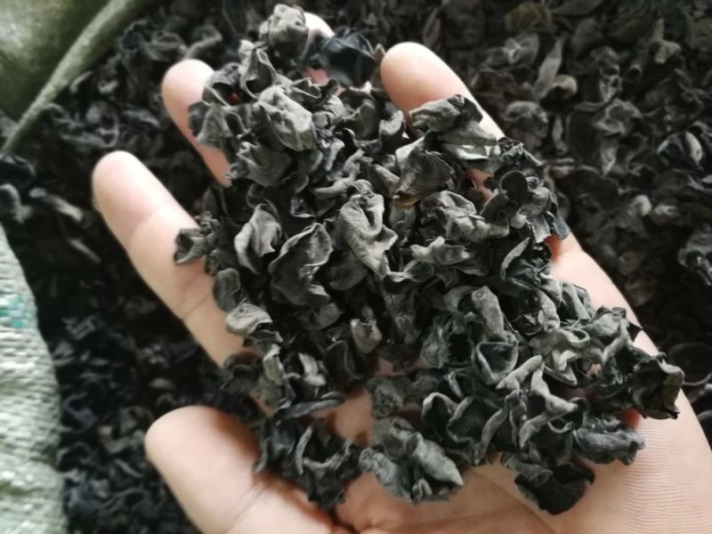 秋木耳