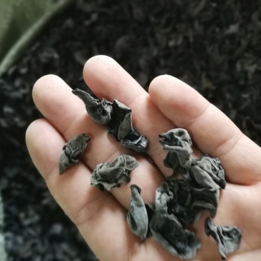 秋木耳