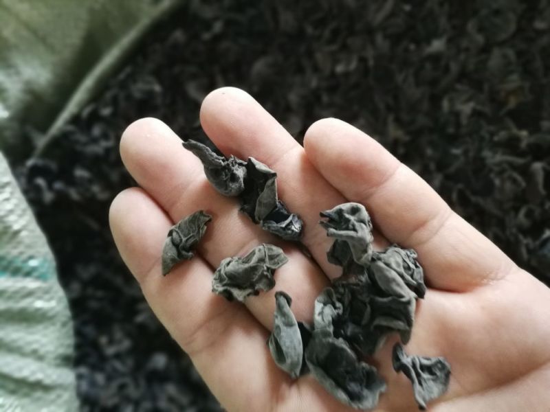 秋木耳