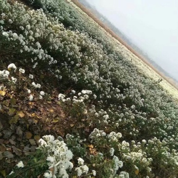 300多亩杭白菊等着老板带回家