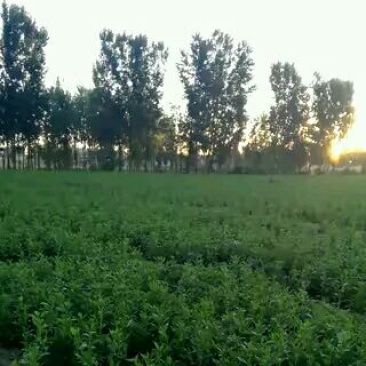 百亩种植，白术种苗基地，丹参