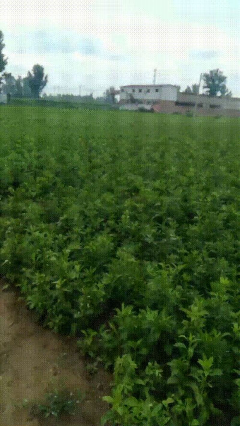 百亩种植，白术种苗基地，丹参