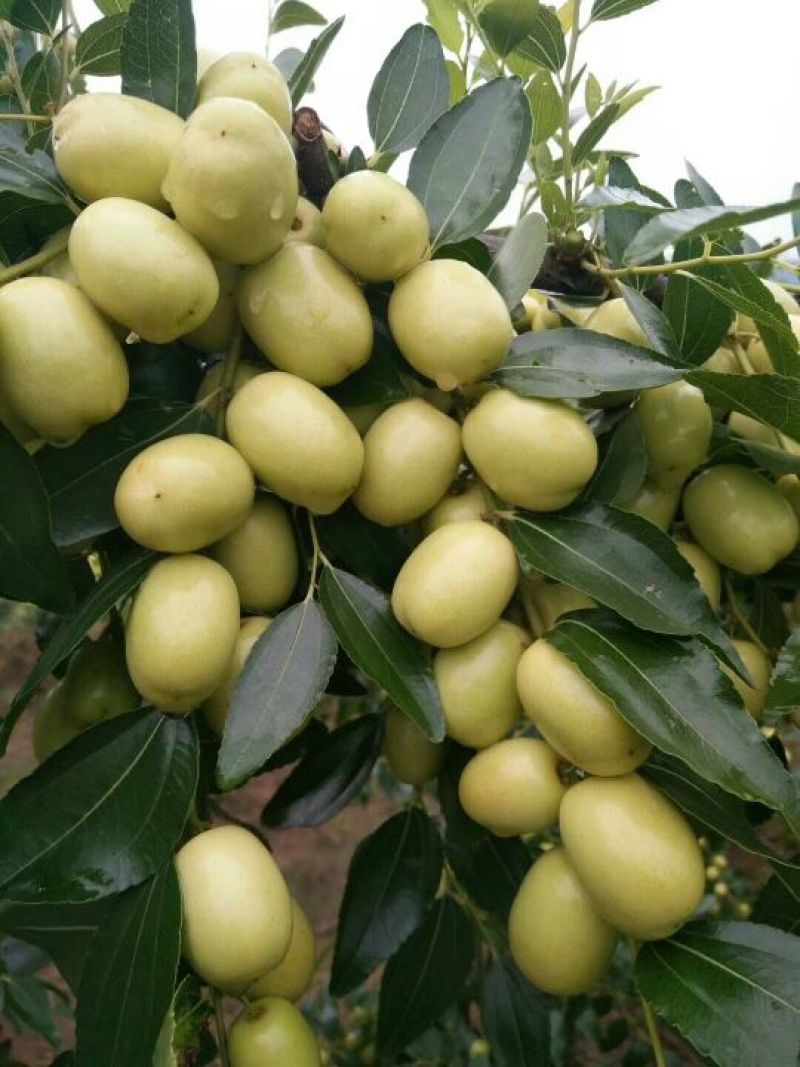 米枣鲜枣一级