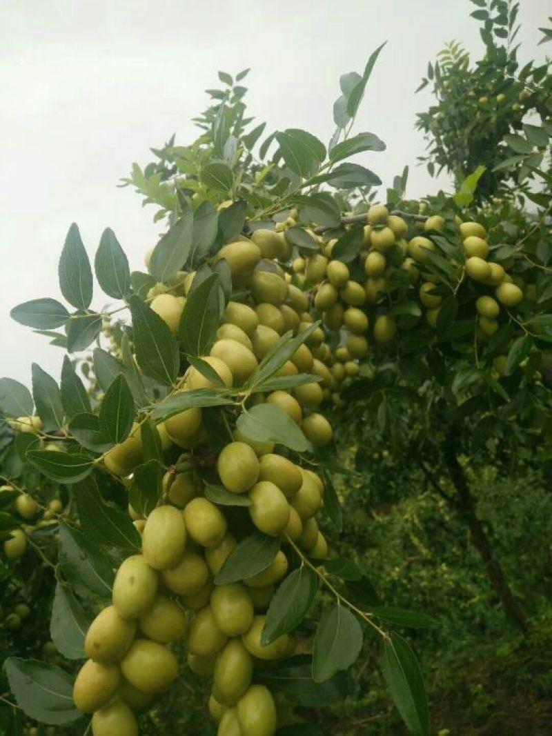 米枣鲜枣一级