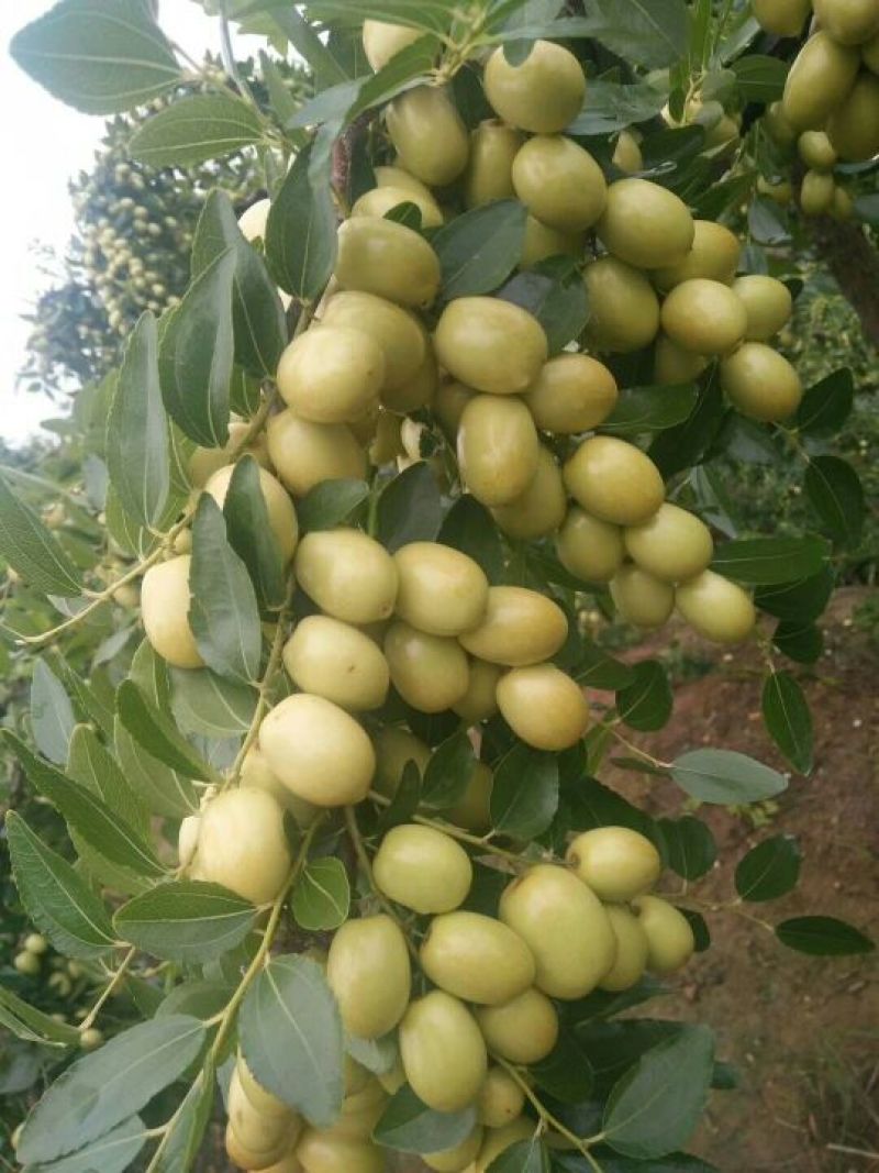 米枣鲜枣一级