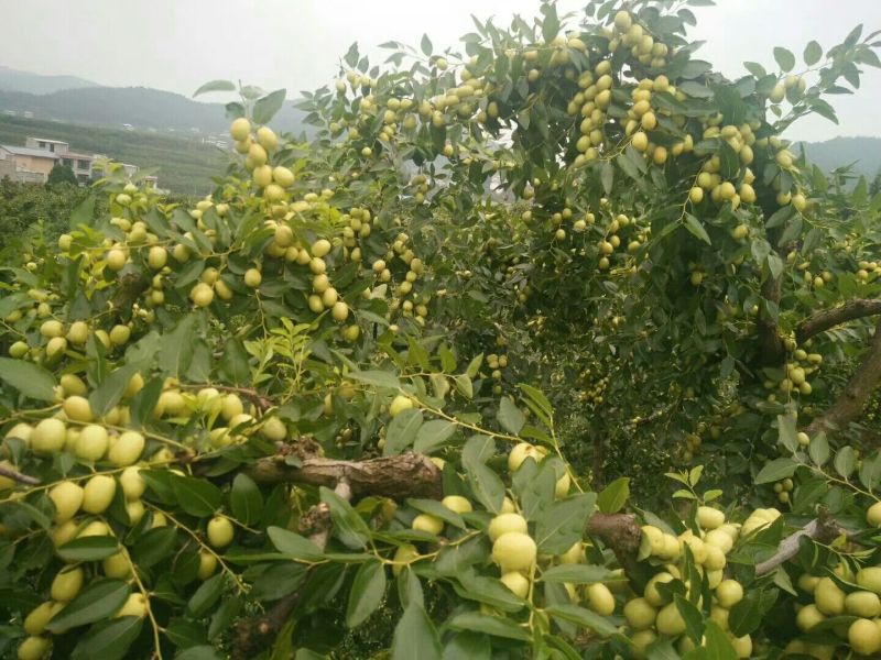 米枣鲜枣一级