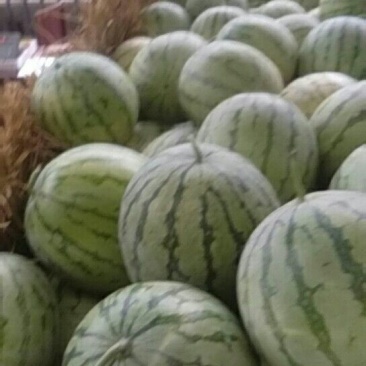 金花3号，头茬，无籽西瓜