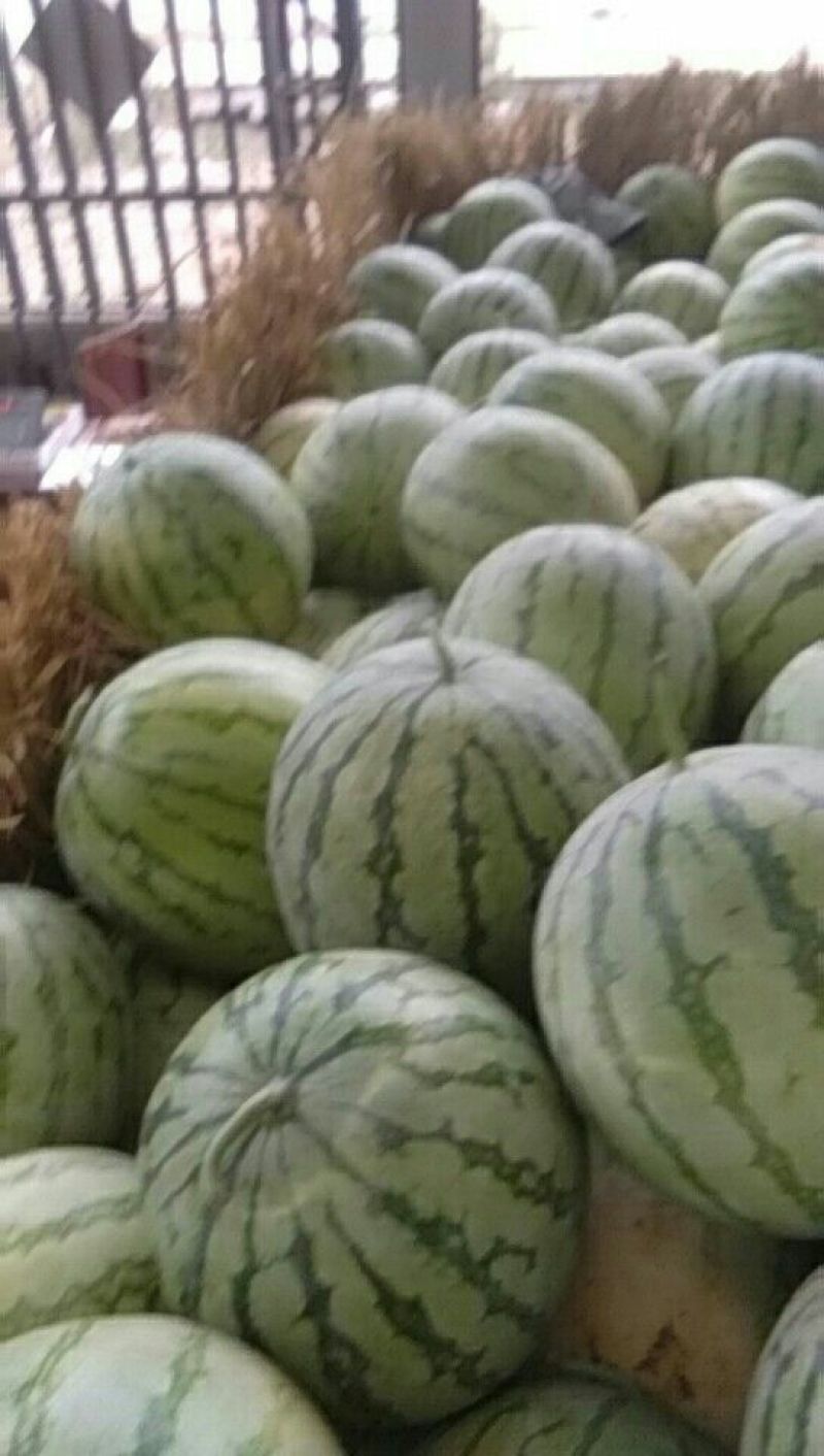 金花3号，头茬，无籽西瓜