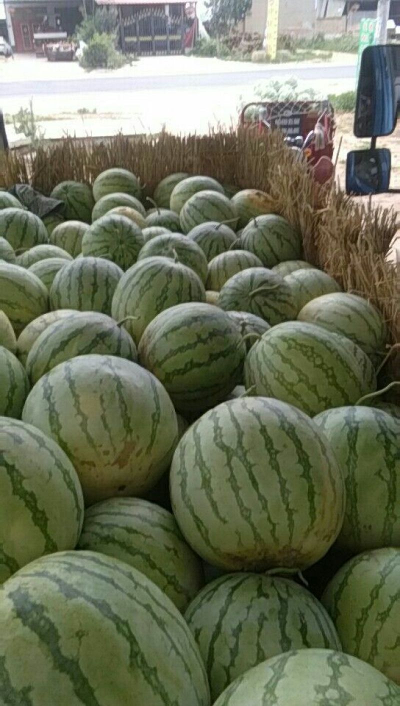 金花3号，头茬，无籽西瓜