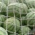 金花3号，头茬，无籽西瓜