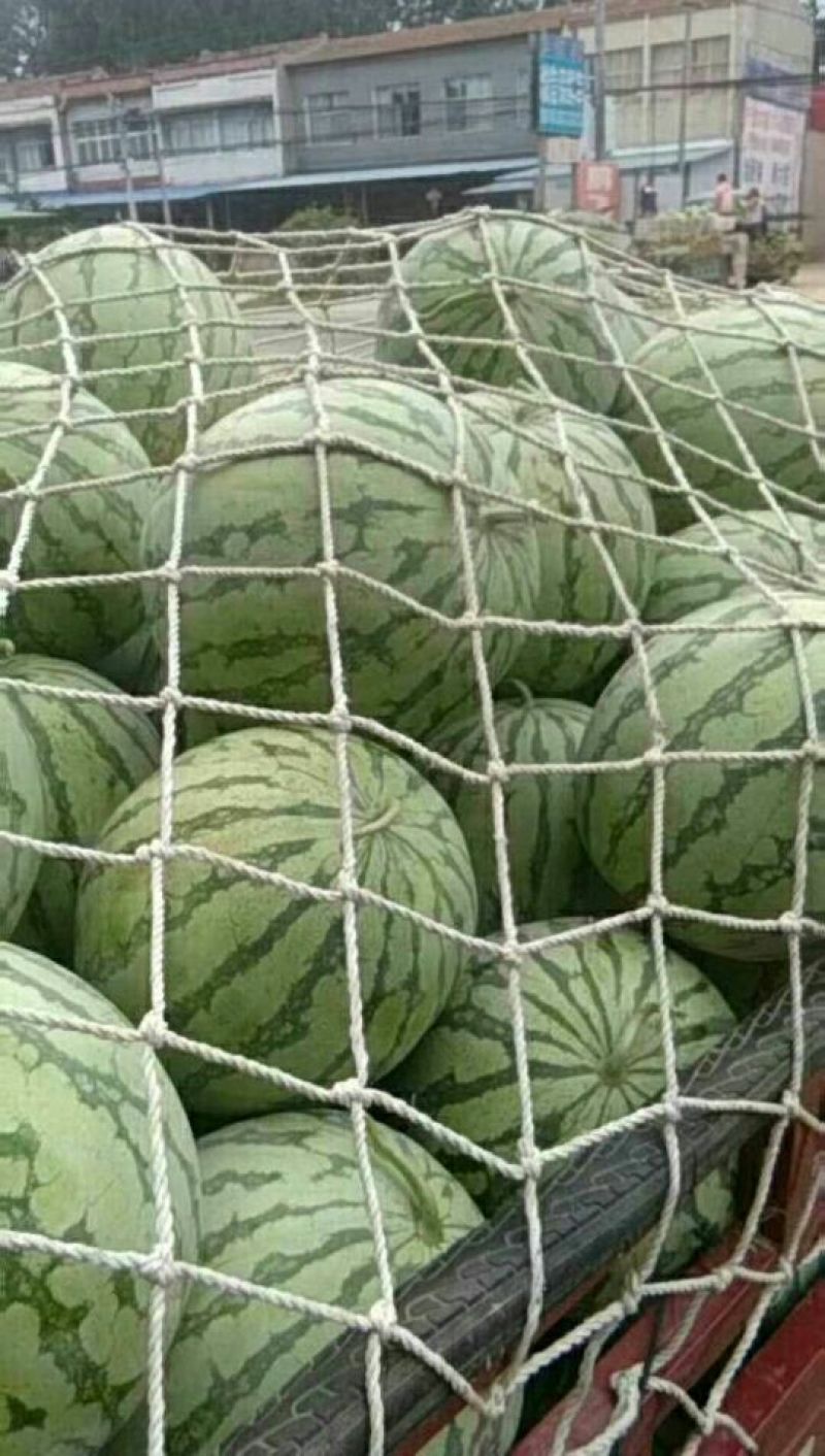 金花3号，头茬，无籽西瓜