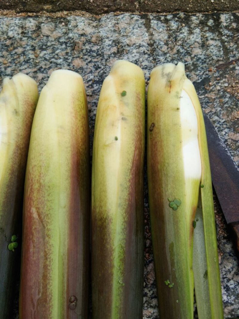 茭白老根种苗小单费事费工种苗价格高一点