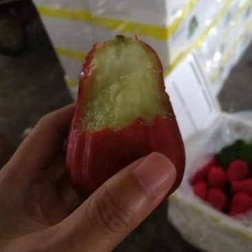 越南莲雾