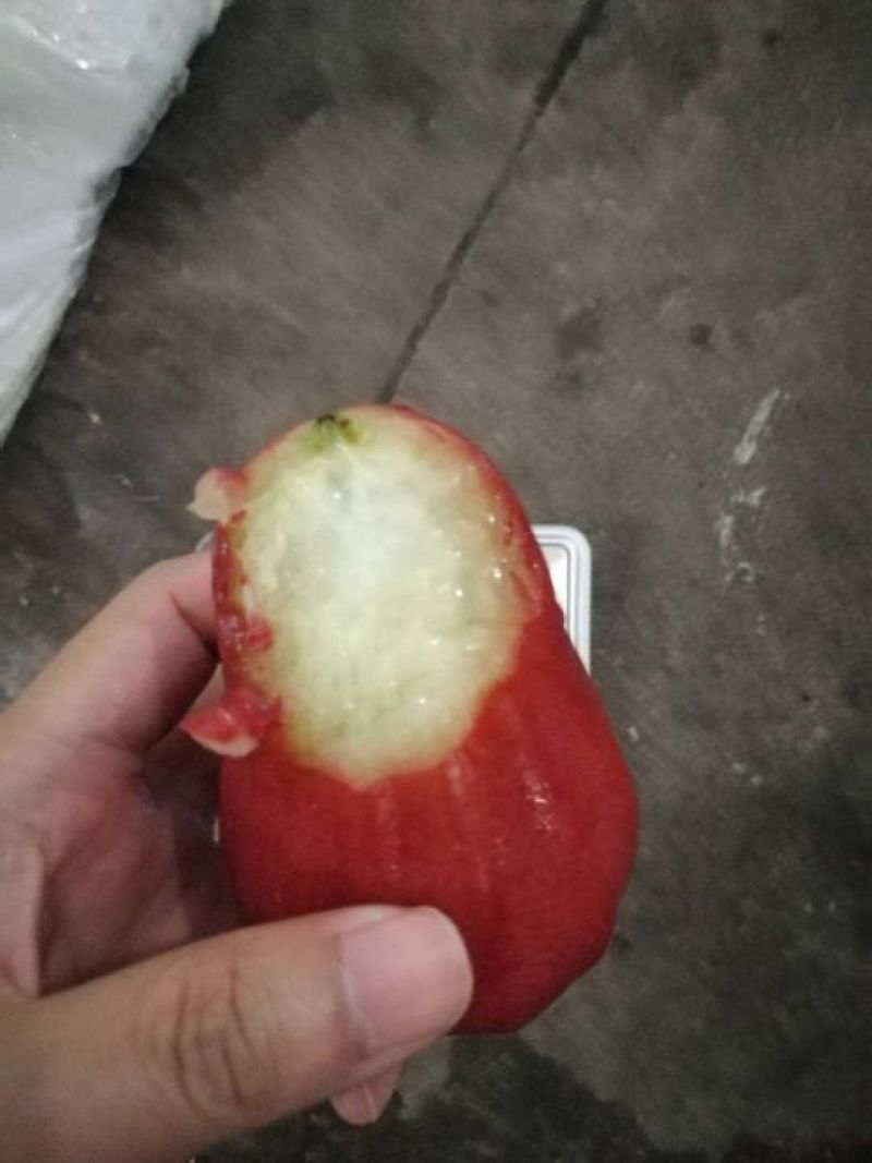 越南莲雾
