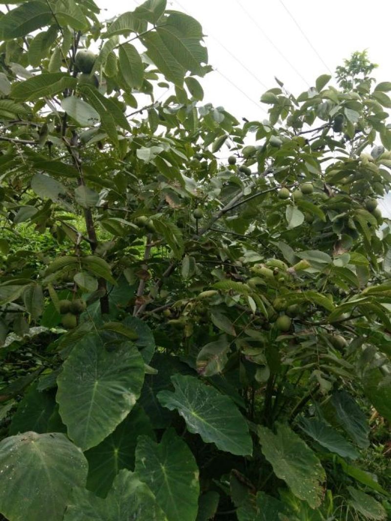 大凉山优质核桃货源充足欢迎各大电商对接订购