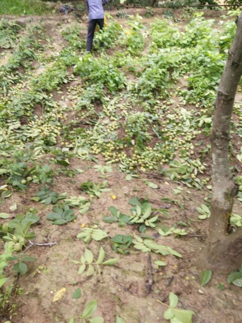 大凉山优质核桃货源充足欢迎各大电商对接订购