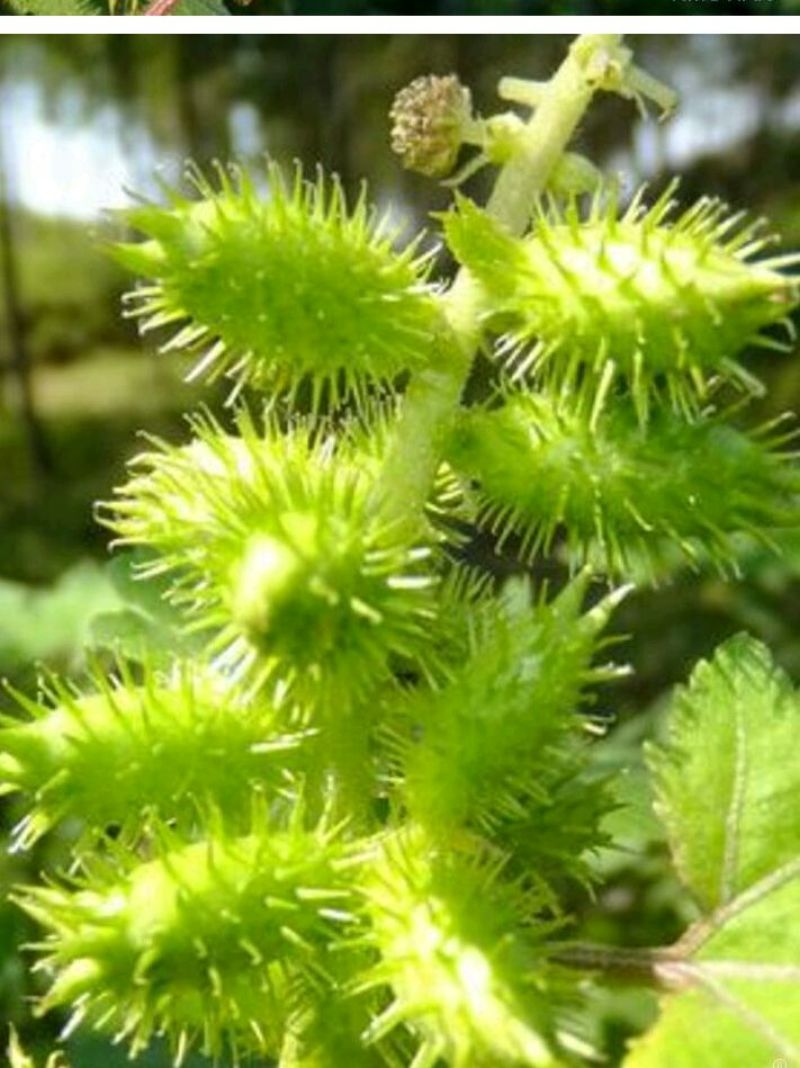 野生苍耳子质量保证