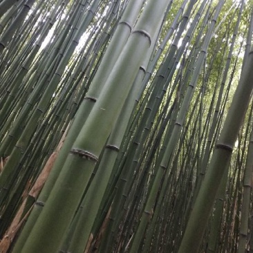 金竹长6米，尾部直径3厘米