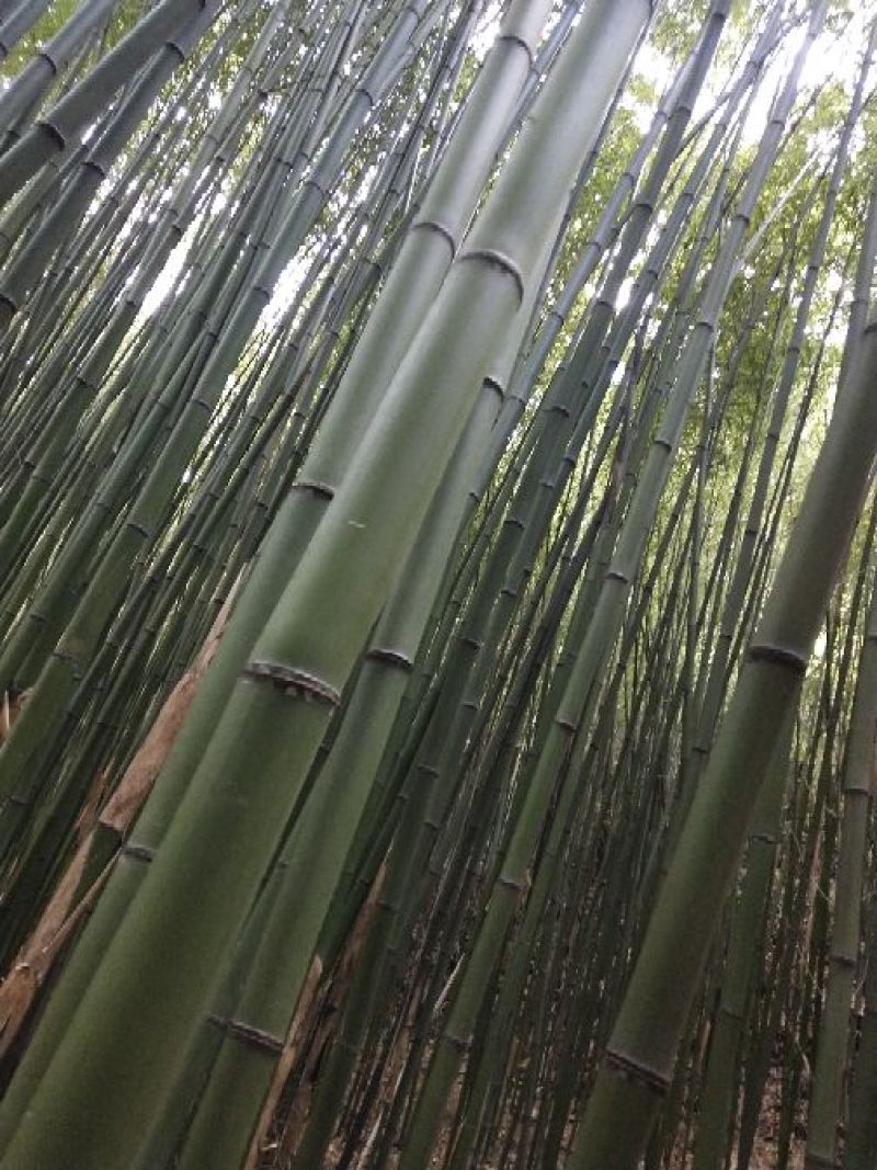 金竹长6米，尾部直径3厘米