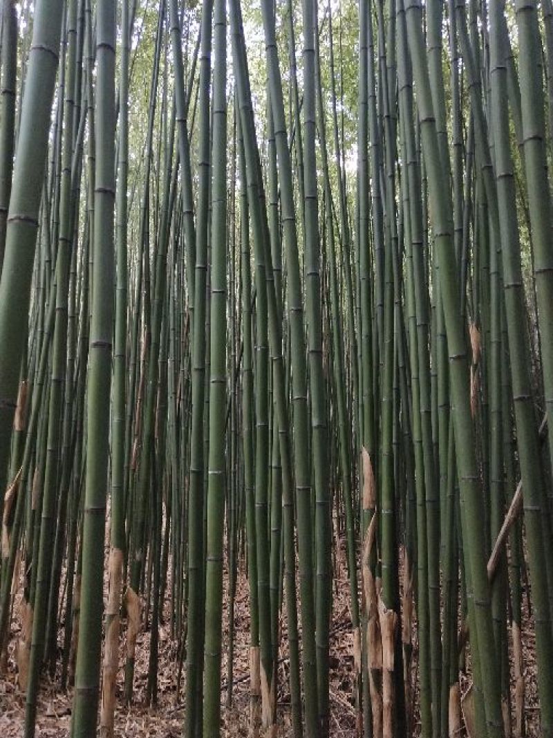 金竹长6米，尾部直径3厘米
