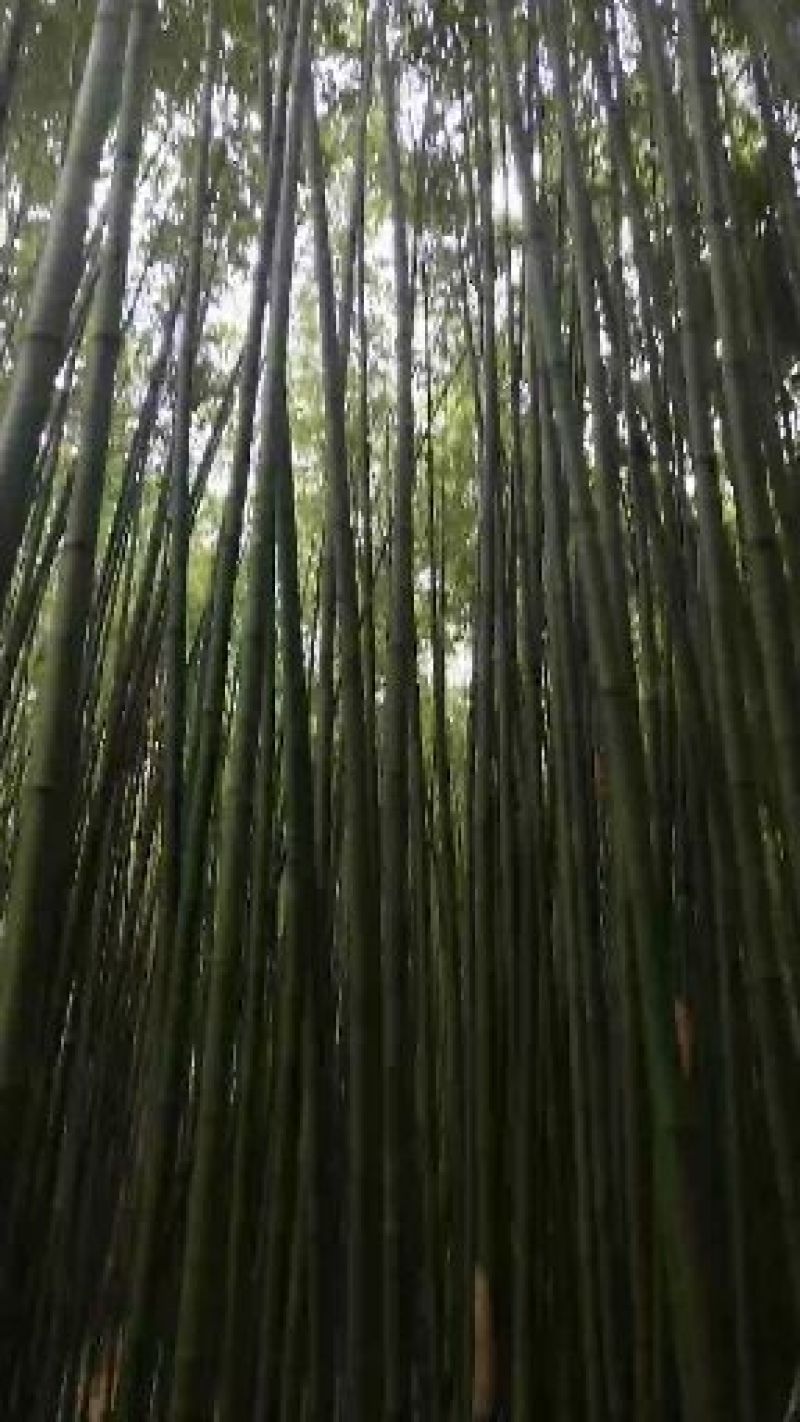 金竹长6米，尾部直径3厘米