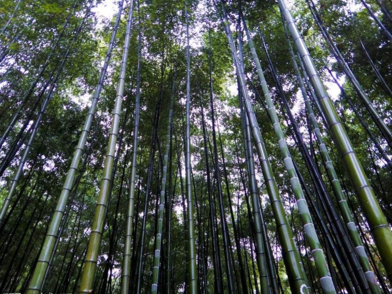 粉金竹长8米尾部直径3厘米