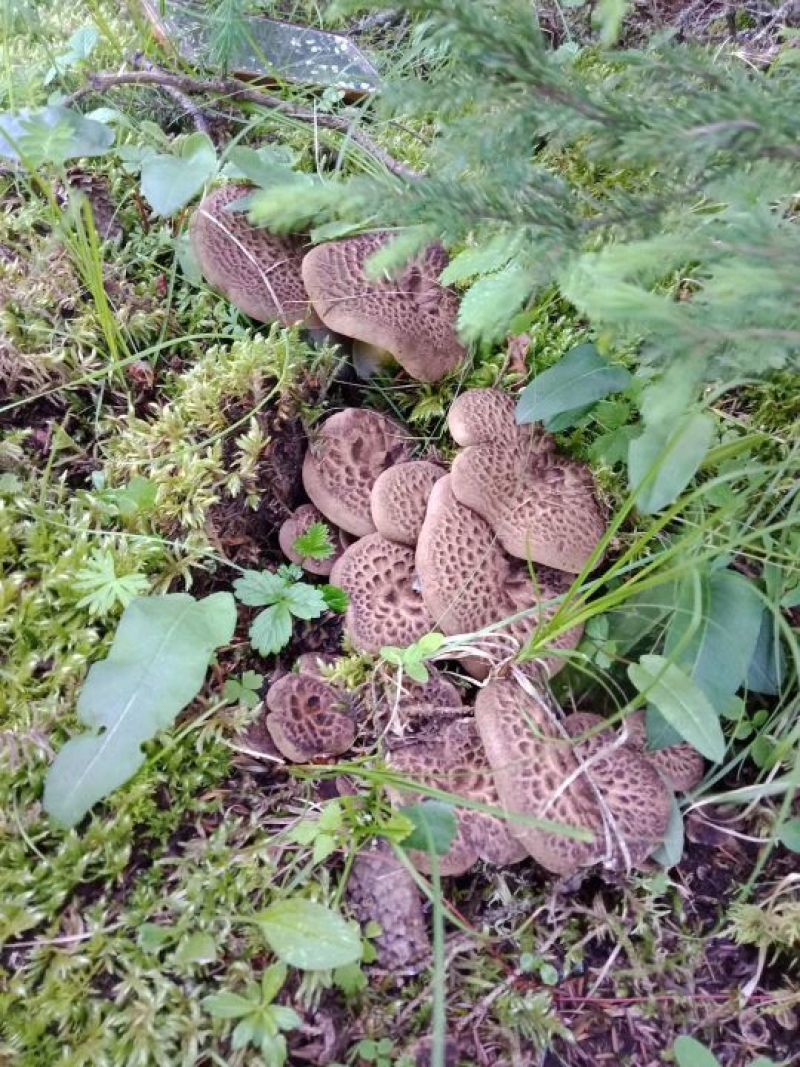 一手货源黑虎掌