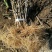 野生猕猴桃苗基地直发。价格低。成活率高。服务好量大优惠。