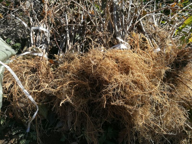 野生猕猴桃苗基地直发。价格低。成活率高。服务好量大优惠。