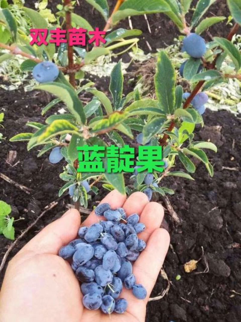 蓝靛果苗。基地直发。价格低。成活率高。服务好量大优惠。