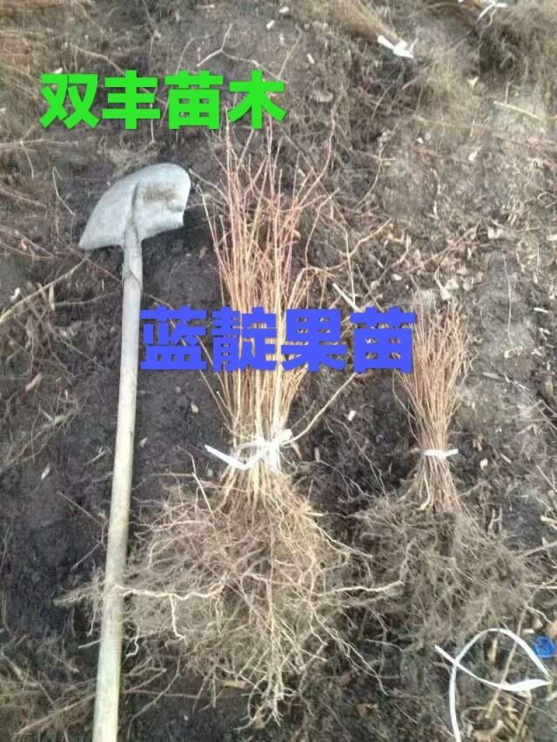 蓝靛果苗。基地直发。价格低。成活率高。服务好量大优惠。