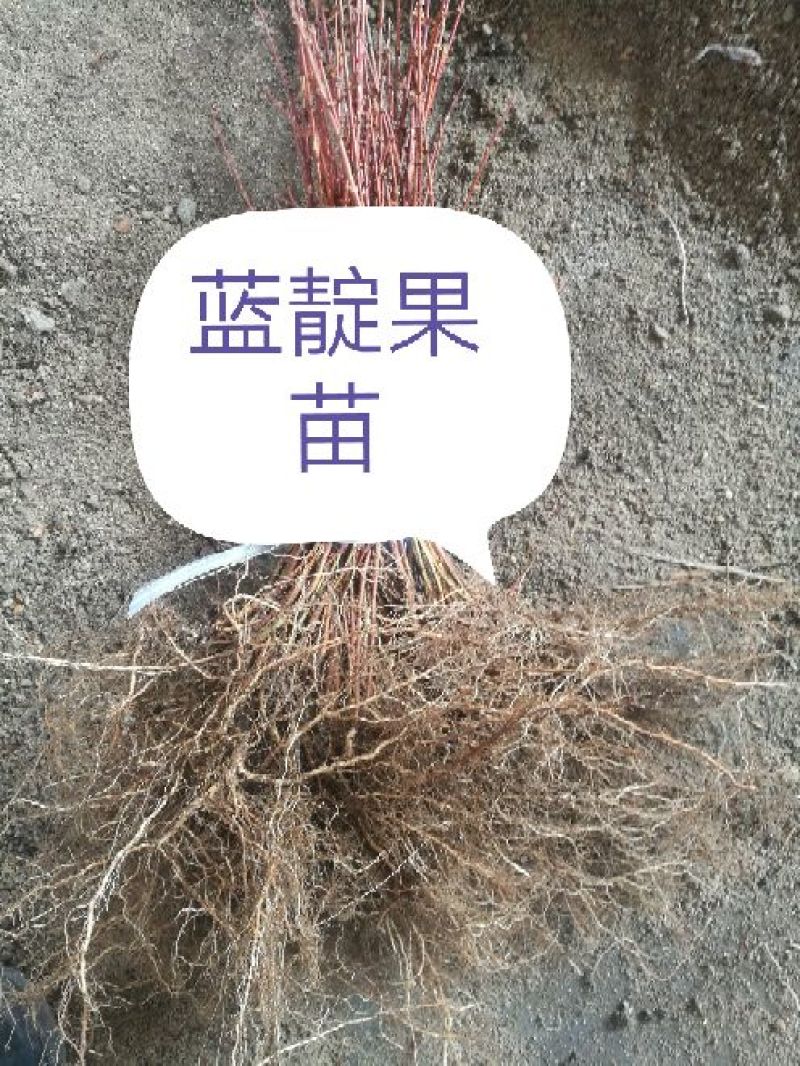 蓝靛果苗。基地直发。价格低。成活率高。服务好量大优惠。