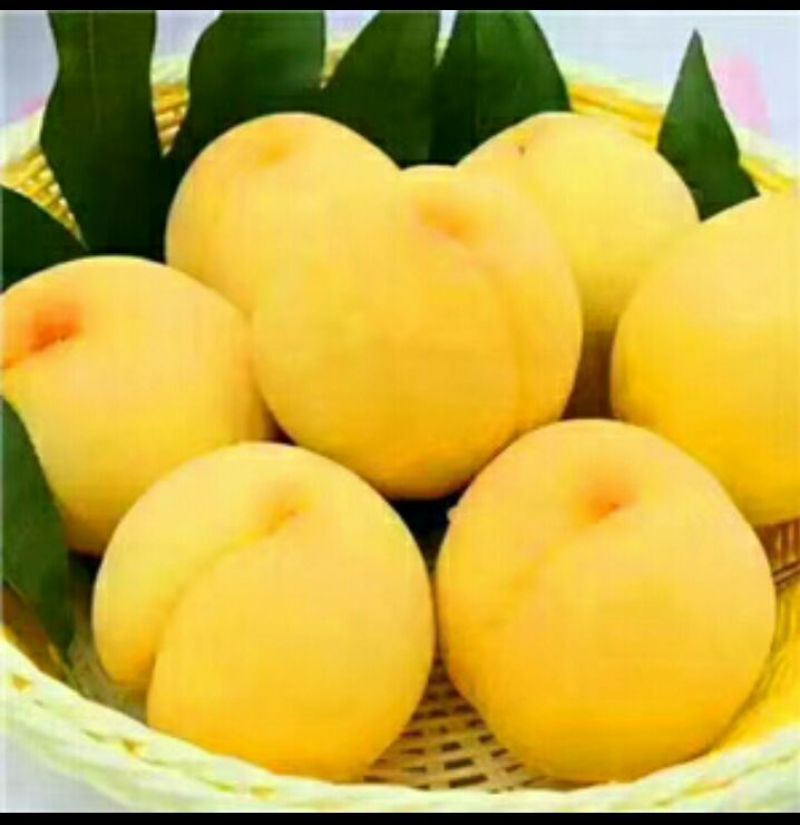 炎陵黄桃