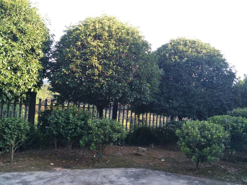 桂花树