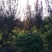 桂花树